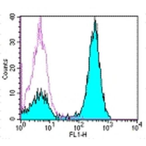 CD3 antibody (OKT3)