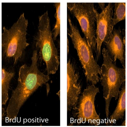 BrdU antibody (Bu20a)