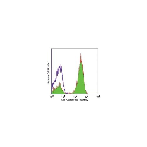 CD3 antibody (OKT3)