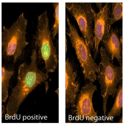 BrdU antibody (Bu20a) [PE]