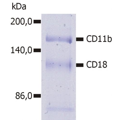 CD11b antibody (MEM-174) [Biotin]