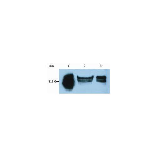 CD45RA antibody (MEM-56) [PE]