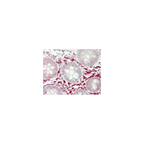 CRIP1 (aa48-77) antibody
