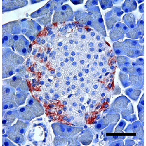 Glucose-dependent insulinotropic receptor (Gpr119) antibody