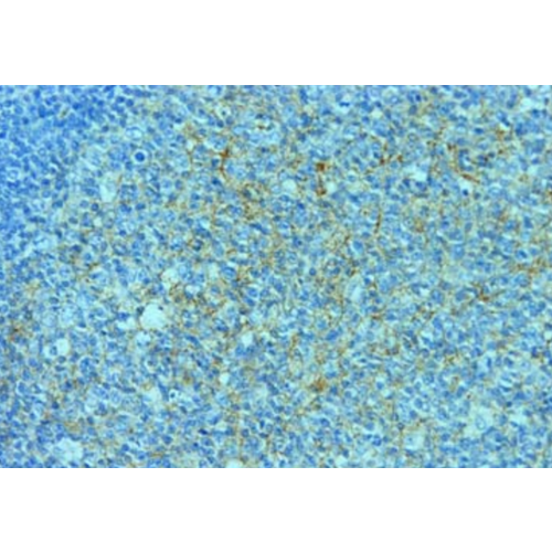ADAM-10 antibody (11G2)