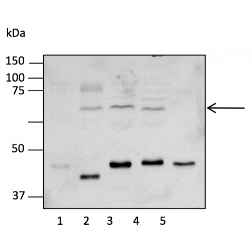 ME 59 antibody