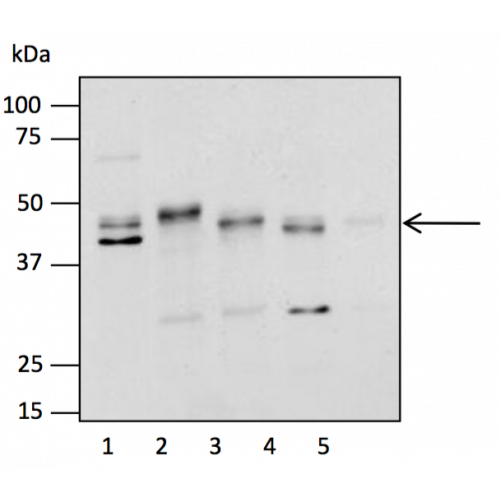 Lip antibody