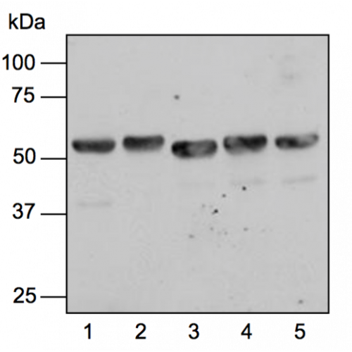 SHMT antibody