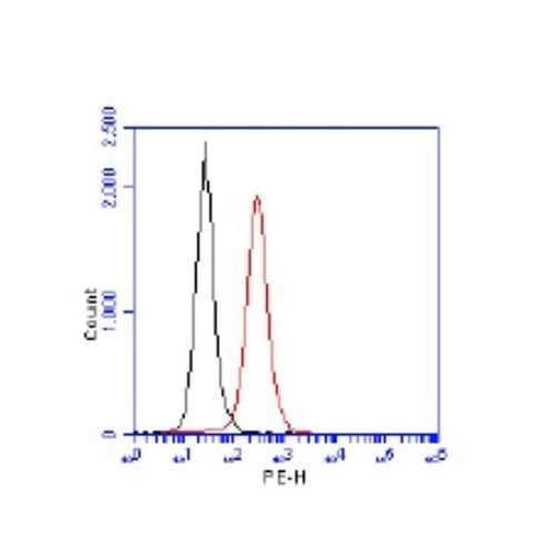 53BP1 antibody