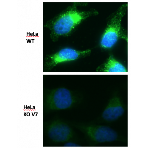 VAMP-7 antibody