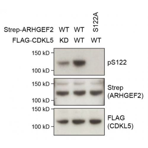ARHGEF2 pS122 antibody