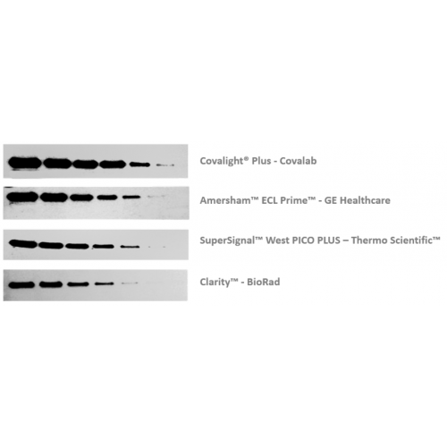 Western Blotting of HDAC-1 on HeLa cell lysate from 5 µg to 0,016 µg of total protein. <br/>Revealed with Covalight® Plus (opr1102) and other chemiluminescent substrates with an exposure time of 2 minutes.<br/>Antibodies dilution : Primary anti-human HDAC