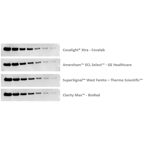 Western Blotting of HDAC-1 on HeLa cell lysate from 2,5 µg to 0,004 µg of total protein. <br/>Revealed with Covalight® Xtra (opr1101) and other chemiluminescent substrates with an exposure time of 2 minutes.<br/>Antibodies dilution : Primary anti-human HD