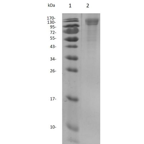 SDS-PAGE: Spike protein S1 subunit – HEK – his tag<br/>(CovID190002)<br/>Recombinant Virus SARS-CoV-2 Spike S1 Protein (lane2, 3 µg) analyzed by SDS-PAGE (12% gel) with Coomasie blue, showing a band at 130 kDa.
