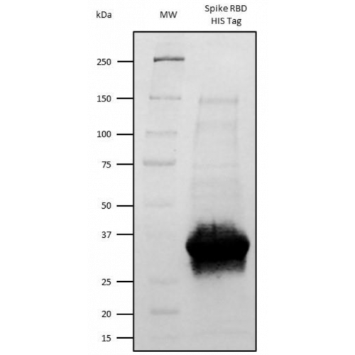 WB : SARS-CoV-2 Spike (S1) RBD – CHO – His Tag<br/>(pro30004)<br/>SARS-CoV-2 Spike (S1) RBD – CHO – His Tag detected with Anti-His-Tag antibody HRP conjugate showing a band at approx. 30 kDa.