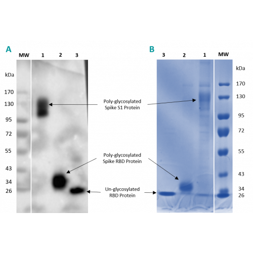 SARS‑CoV‑2 Spike - S1 subunit antibody (27H7)