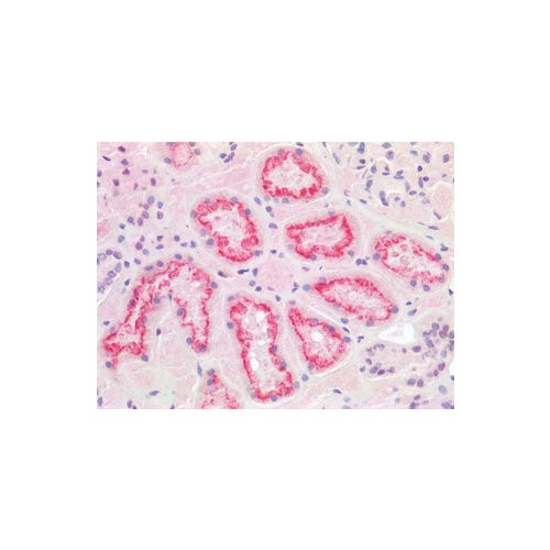 IHC : TMPRSS2 / Epitheliasin antibody<br/>(pab77786)<br/>Anti-TMPRSS2 / Epitheliasin antibody IHC staining of human Kidney. Immunohistochemistry of formalin-fixed, paraffin-embedded tissue.