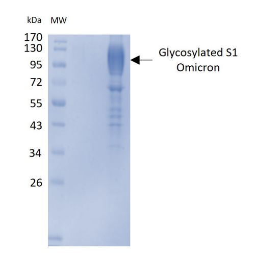 SDS-PAGE analysis (7,5 %) of recombinant S1 Omicron sub-unit (5µg) showing glycosylated S1Omicron band between 100-130 kDa.