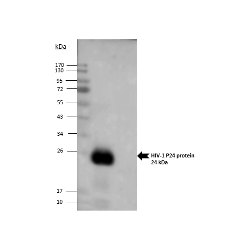 WB : HIV-1 P24 antibody (P4H3G7G10)<br/>(mab0170-P)<br/>HIV-1 protein P24 revealed on SDS-PAGE by HIV-1 P24 antibody. SPS-PAGE 12.5%