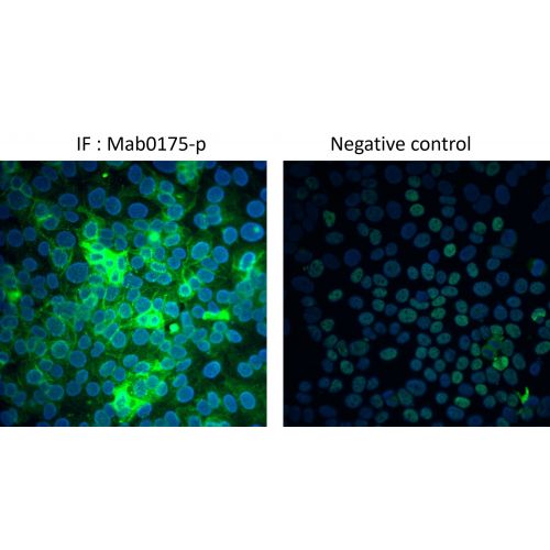 Immunofluorescence (IF):<br/>Immunofluorescent staining analysis on MCF 7 (HER2/neu status normal) cells. <br/>Mab0175-p (green : Goat Anti-Mouse Antibody [FITC] - *lab0335), nucleus (blue : DAPI). <br/>Cells were fixed in 100% Methanol and stained with m