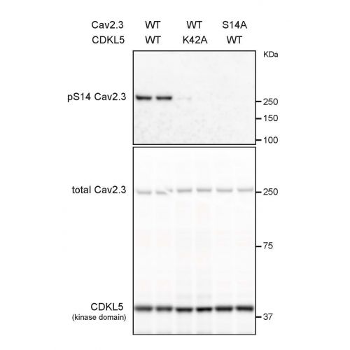 WB - pS15 Cav2.3 (CACNA1E) antibody<br/>(pab01040-p) - Dilution 1 : 500<br/><br/>Detection of phospho Ser14 in HEK293 cells transfected with HA-tagged full-length human Cav2.3 channel and HA-CDKL5 kinase domain. Phospho-signal is lost when either channel 
