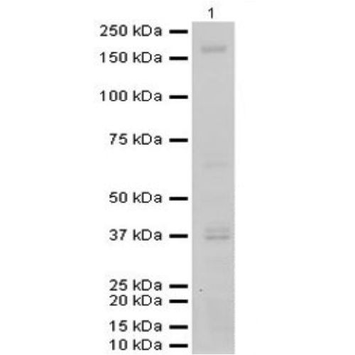 WB - ADAM-TS 13 antibody<br/>(pab0351)<br/>Anti-ADAM-TS 13 antibody WB staining of mouse liver lysate. Antibody dilution 1:500