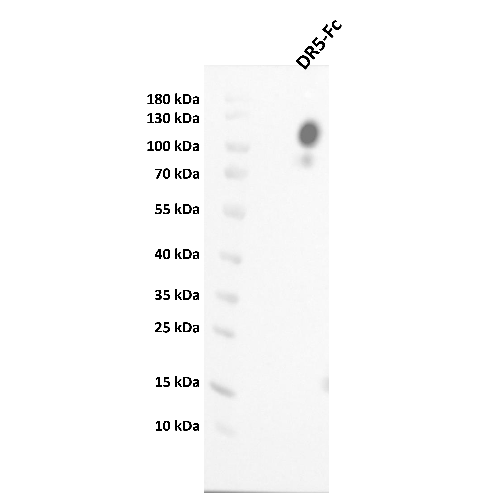 Western Blot (WB)