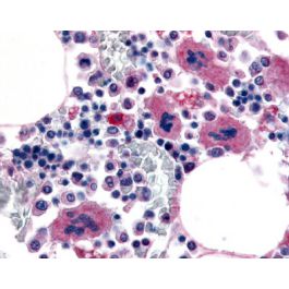 P2RY12 / P2Y12 (Cytoplasmic Domain) antibody