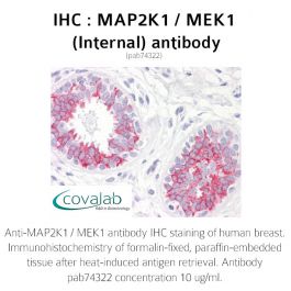 MAP2K1 / MEK1 (Internal) antibody