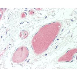 C3d Complement Function Complement C3d antibody (E28-P)