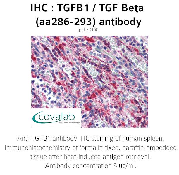 TGFB1 TGF Beta aa286 293 antibody