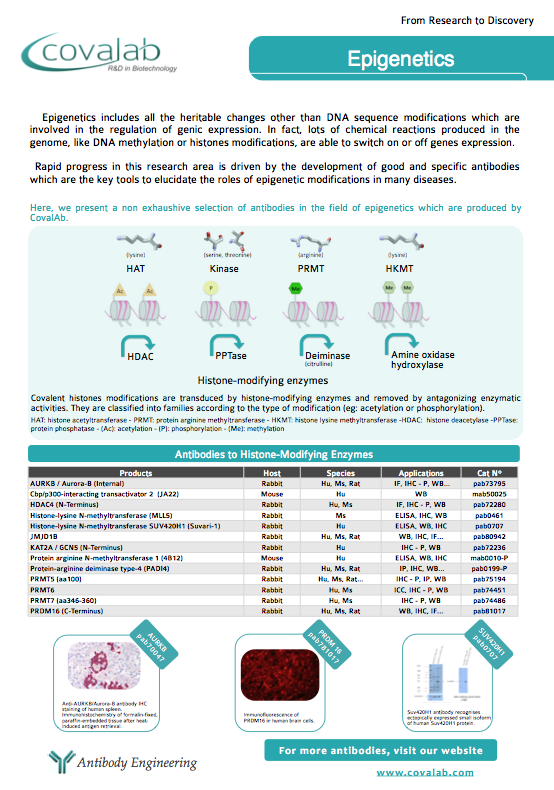 Our Epigenetics-related products Epigenetics