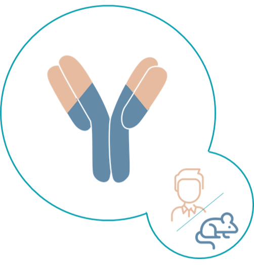 2. Chimeric antibody