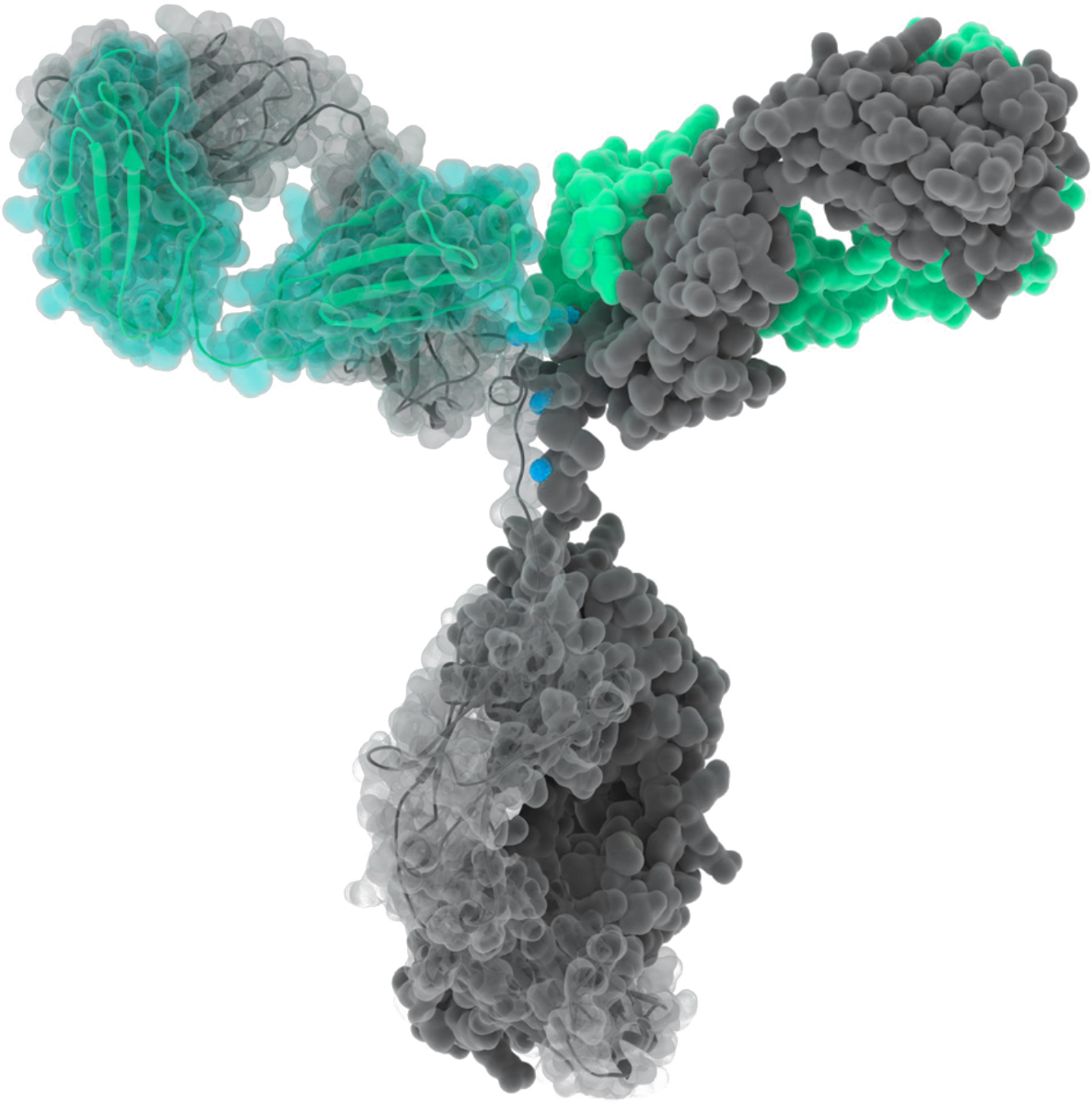 custom antibody