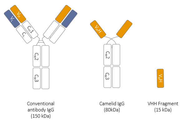 Antibody format comparison Antibody Format