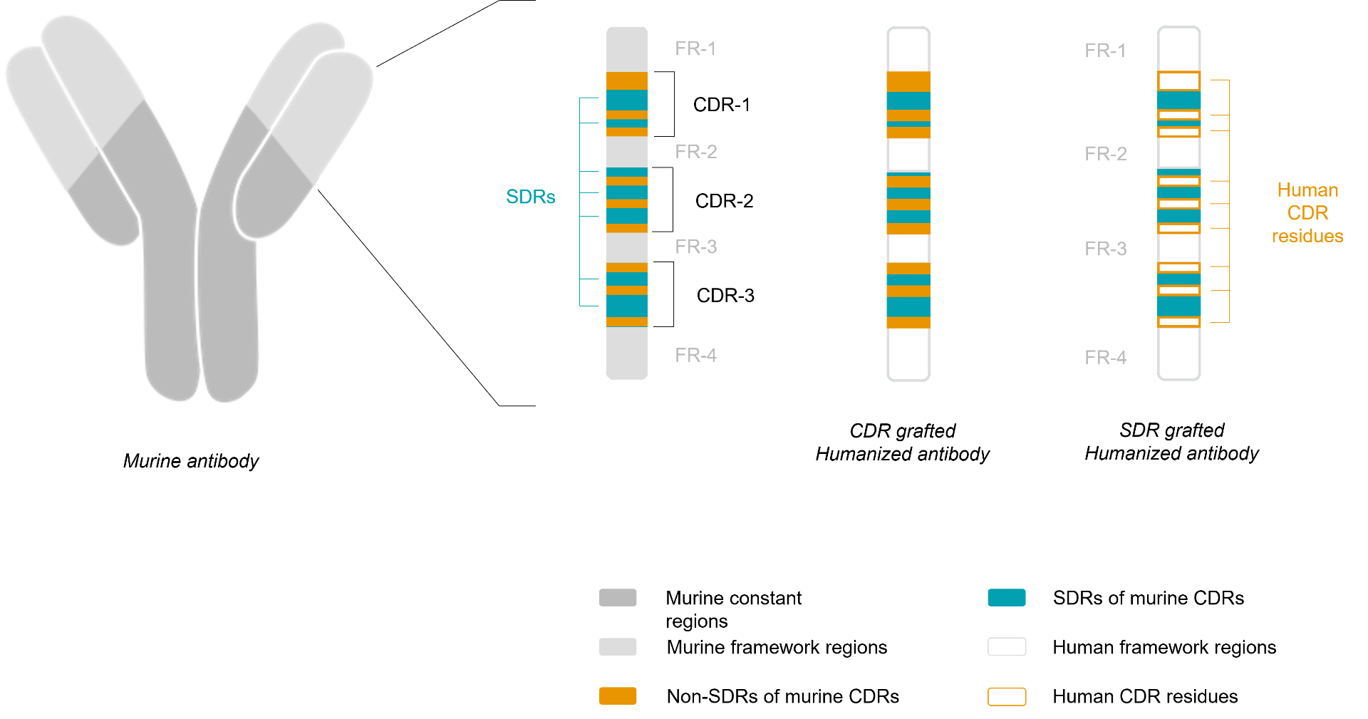 CDR-SDR grafting