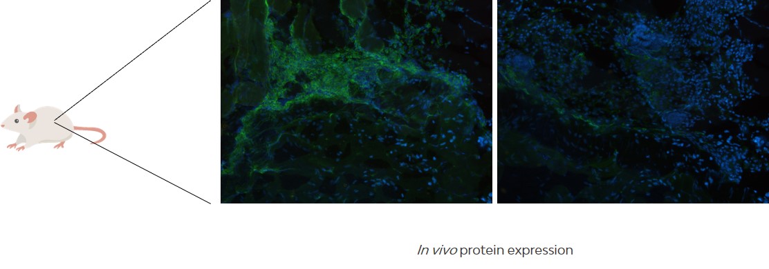 In vivo protein expression