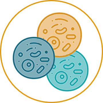 DNA Immunization hybridoma generation