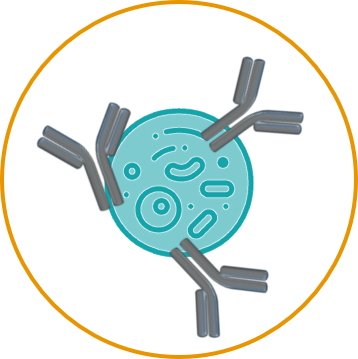 DNA Immunization sub cloning