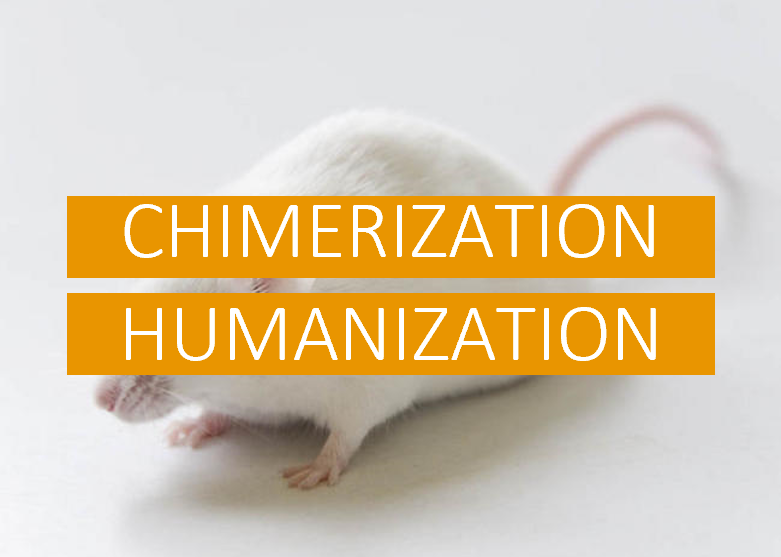 Chimerization & Humanization