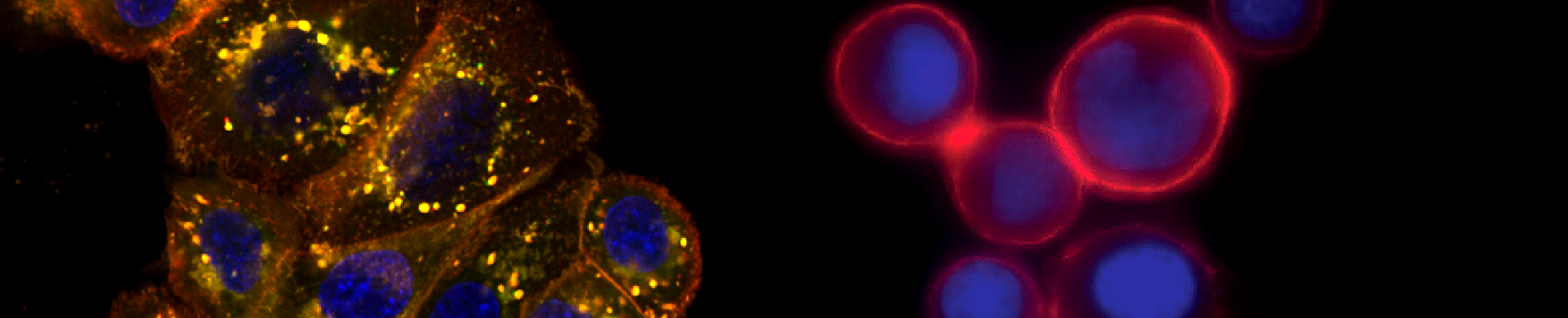 Immunofluorescence