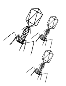 Phage Dislpay Bank Generation Phage Display