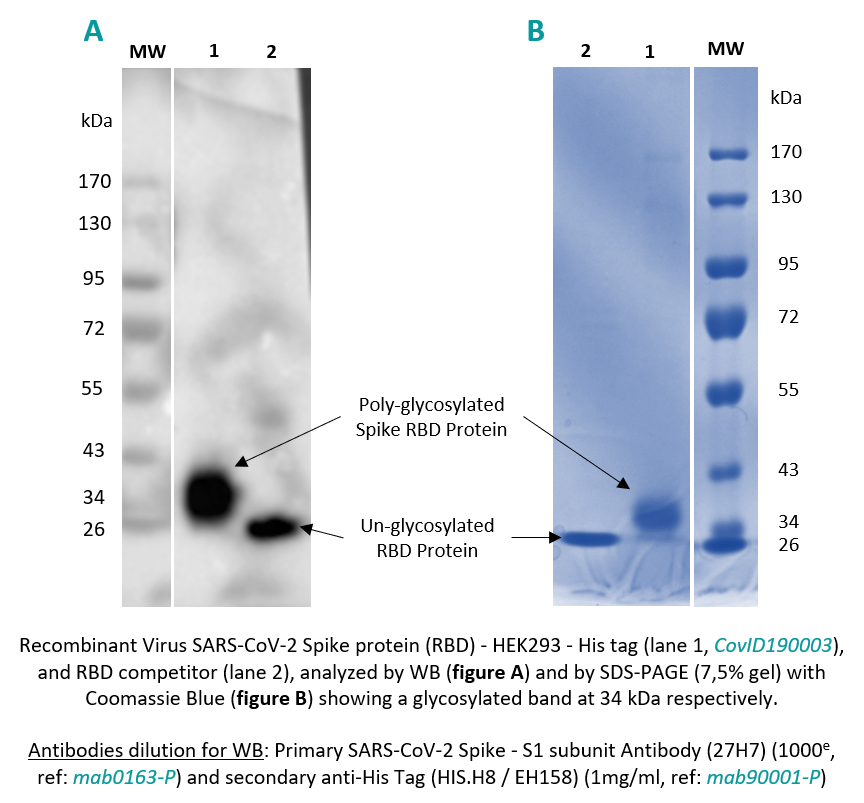 RBD results