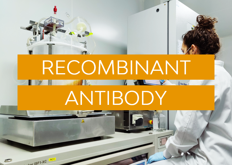 Recombinant antibody