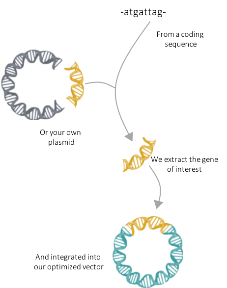 Learn more about our DNA immunization protocol DNA Immunization sub cloning