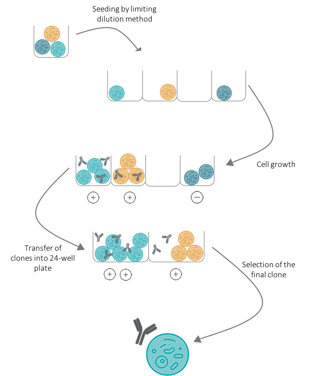 DNA Immunization hybridoma selection