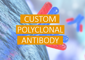 Custom Polyclonal Antibody