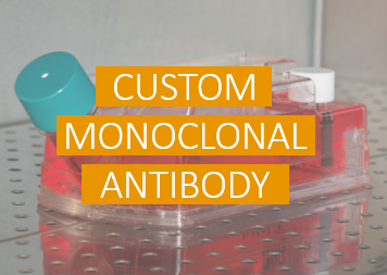 Custom Monoclonal Antibody