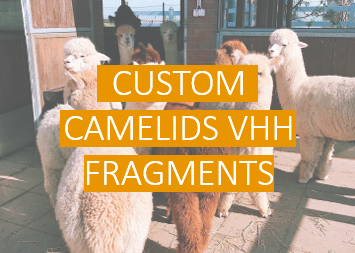 Custom Camelids VHH Fragments