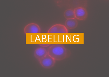 Labelling